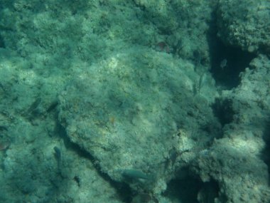 Rodos adası yakınlarındaki Akdeniz 'in inanılmaz sualtı dünyası. Bu denizin bitki örtüsü ve faunasının sualtı fotoğrafçılığı. Rodos, Yunanistan
