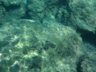 Rodos adası yakınlarındaki Akdeniz 'in inanılmaz sualtı dünyası. Bu denizin bitki örtüsü ve faunasının sualtı fotoğrafçılığı. Rodos, Yunanistan