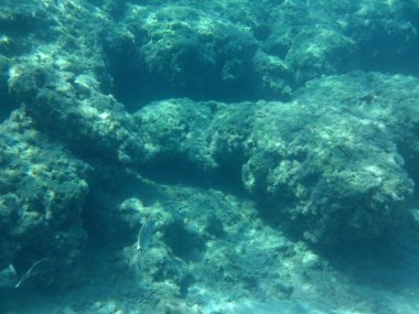 Rodos adası yakınlarındaki Akdeniz 'in inanılmaz sualtı dünyası. Bu denizin bitki örtüsü ve faunasının sualtı fotoğrafçılığı. Rodos, Yunanistan
