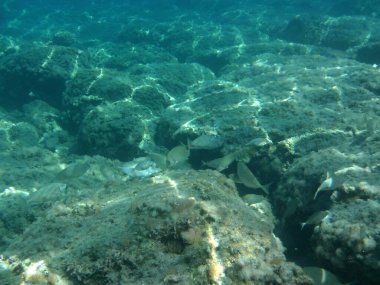 Rodos adası yakınlarındaki Akdeniz 'in inanılmaz sualtı dünyası. Bu denizin bitki örtüsü ve faunasının sualtı fotoğrafçılığı. Rodos, Yunanistan