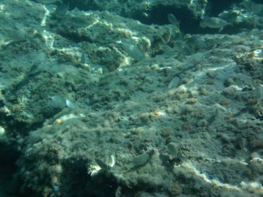 Rodos adası yakınlarındaki Akdeniz 'in inanılmaz sualtı dünyası. Bu denizin bitki örtüsü ve faunasının sualtı fotoğrafçılığı. Rodos, Yunanistan