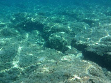 Rodos adası yakınlarındaki Akdeniz 'in inanılmaz sualtı dünyası. Bu denizin bitki örtüsü ve faunasının sualtı fotoğrafçılığı. Rodos, Yunanistan