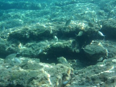 Rodos adası yakınlarındaki Akdeniz 'in inanılmaz sualtı dünyası. Bu denizin bitki örtüsü ve faunasının sualtı fotoğrafçılığı. Rodos, Yunanistan