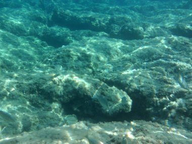 Rodos adası yakınlarındaki Akdeniz 'in inanılmaz sualtı dünyası. Bu denizin bitki örtüsü ve faunasının sualtı fotoğrafçılığı. Rodos, Yunanistan