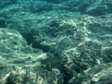 Rodos adası yakınlarındaki Akdeniz 'in inanılmaz sualtı dünyası. Bu denizin bitki örtüsü ve faunasının sualtı fotoğrafçılığı. Rodos, Yunanistan