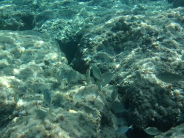 Rodos adası yakınlarındaki Akdeniz 'in inanılmaz sualtı dünyası. Bu denizin bitki örtüsü ve faunasının sualtı fotoğrafçılığı. Rodos, Yunanistan