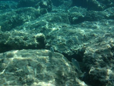 Rodos adası yakınlarındaki Akdeniz 'in inanılmaz sualtı dünyası. Bu denizin bitki örtüsü ve faunasının sualtı fotoğrafçılığı. Rodos, Yunanistan