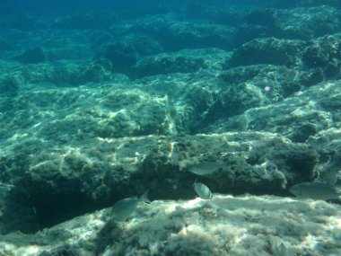 Rodos adası yakınlarındaki Akdeniz 'in inanılmaz sualtı dünyası. Bu denizin bitki örtüsü ve faunasının sualtı fotoğrafçılığı. Rodos, Yunanistan