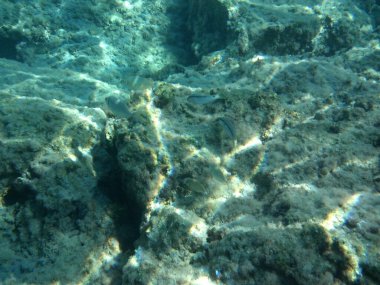 Rodos adası yakınlarındaki Akdeniz 'in inanılmaz sualtı dünyası. Bu denizin bitki örtüsü ve faunasının sualtı fotoğrafçılığı. Rodos, Yunanistan