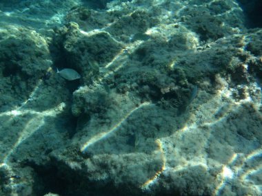Rodos adası yakınlarındaki Akdeniz 'in inanılmaz sualtı dünyası. Bu denizin bitki örtüsü ve faunasının sualtı fotoğrafçılığı. Rodos, Yunanistan