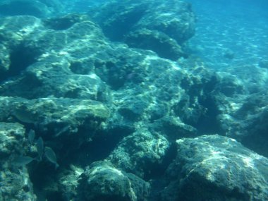 Rodos adası yakınlarındaki Akdeniz 'in inanılmaz sualtı dünyası. Bu denizin bitki örtüsü ve faunasının sualtı fotoğrafçılığı. Rodos, Yunanistan