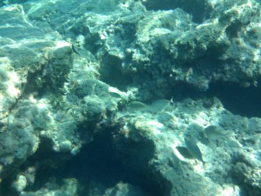 Rodos adası yakınlarındaki Akdeniz 'in inanılmaz sualtı dünyası. Bu denizin bitki örtüsü ve faunasının sualtı fotoğrafçılığı. Rodos, Yunanistan