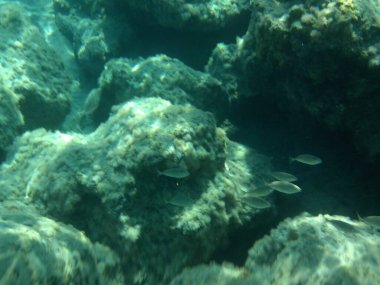 Rodos adası yakınlarındaki Akdeniz 'in inanılmaz sualtı dünyası. Bu denizin bitki örtüsü ve faunasının sualtı fotoğrafçılığı. Rodos, Yunanistan