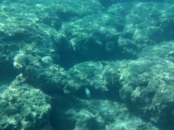 Rodos adası yakınlarındaki Akdeniz 'in inanılmaz sualtı dünyası. Bu denizin bitki örtüsü ve faunasının sualtı fotoğrafçılığı. Rodos, Yunanistan