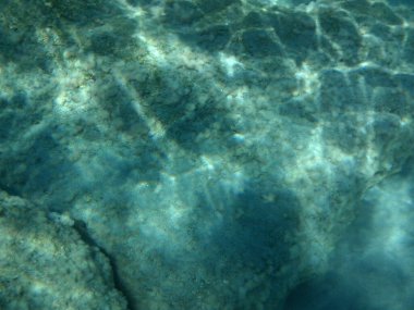Rodos adası yakınlarındaki Akdeniz 'in inanılmaz sualtı dünyası. Bu denizin bitki örtüsü ve faunasının sualtı fotoğrafçılığı. Rodos, Yunanistan