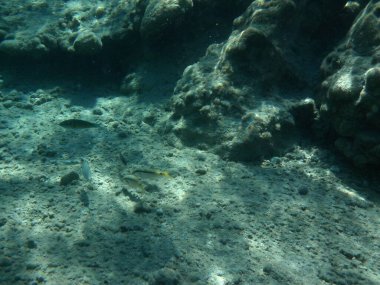 Rodos adası yakınlarındaki Akdeniz 'in inanılmaz sualtı dünyası. Bu denizin bitki örtüsü ve faunasının sualtı fotoğrafçılığı. Rodos, Yunanistan