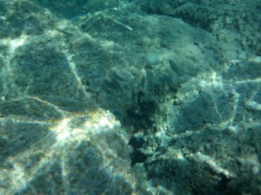 Rodos adası yakınlarındaki Akdeniz 'in inanılmaz sualtı dünyası. Bu denizin bitki örtüsü ve faunasının sualtı fotoğrafçılığı. Rodos, Yunanistan