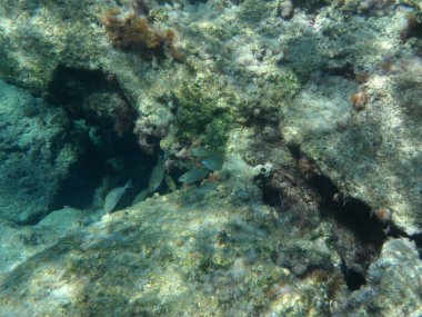 Rodos adası yakınlarındaki Akdeniz 'in inanılmaz sualtı dünyası. Bu denizin bitki örtüsü ve faunasının sualtı fotoğrafçılığı. Rodos, Yunanistan