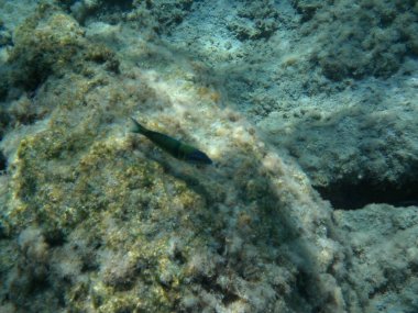 Rodos adası yakınlarındaki Akdeniz 'in inanılmaz sualtı dünyası. Bu denizin bitki örtüsü ve faunasının sualtı fotoğrafçılığı. Rodos, Yunanistan