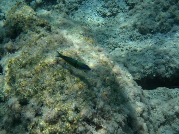Rodos adası yakınlarındaki Akdeniz 'in inanılmaz sualtı dünyası. Bu denizin bitki örtüsü ve faunasının sualtı fotoğrafçılığı. Rodos, Yunanistan