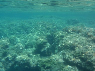 Rodos adası yakınlarındaki Akdeniz 'in inanılmaz sualtı dünyası. Bu denizin bitki örtüsü ve faunasının sualtı fotoğrafçılığı. Rodos, Yunanistan 