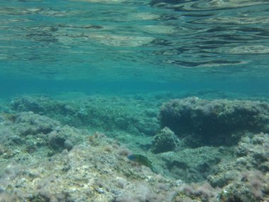 Rodos adası yakınlarındaki Akdeniz 'in inanılmaz sualtı dünyası. Bu denizin bitki örtüsü ve faunasının sualtı fotoğrafçılığı. Rodos, Yunanistan 