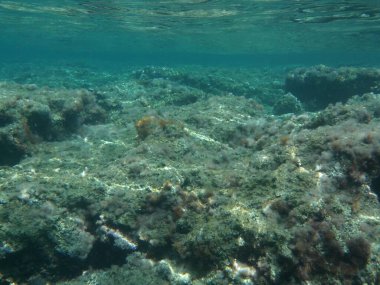 Rodos adası yakınlarındaki Akdeniz 'in inanılmaz sualtı dünyası. Bu denizin bitki örtüsü ve faunasının sualtı fotoğrafçılığı. Rodos, Yunanistan 