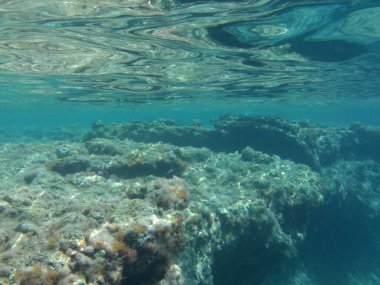 Rodos adası yakınlarındaki Akdeniz 'in inanılmaz sualtı dünyası. Bu denizin bitki örtüsü ve faunasının sualtı fotoğrafçılığı. Rodos, Yunanistan 