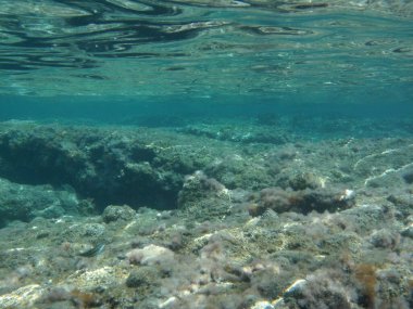 Rodos adası yakınlarındaki Akdeniz 'in inanılmaz sualtı dünyası. Bu denizin bitki örtüsü ve faunasının sualtı fotoğrafçılığı. Rodos, Yunanistan 