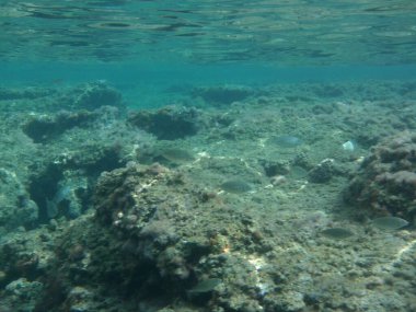 Rodos adası yakınlarındaki Akdeniz 'in inanılmaz sualtı dünyası. Bu denizin bitki örtüsü ve faunasının sualtı fotoğrafçılığı. Rodos, Yunanistan 