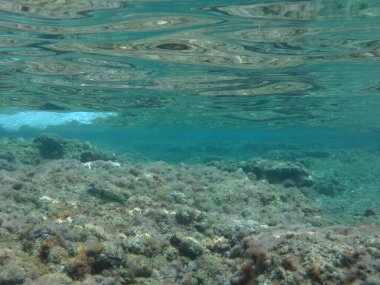 Rodos adası yakınlarındaki Akdeniz 'in inanılmaz sualtı dünyası. Bu denizin bitki örtüsü ve faunasının sualtı fotoğrafçılığı. Rodos, Yunanistan 