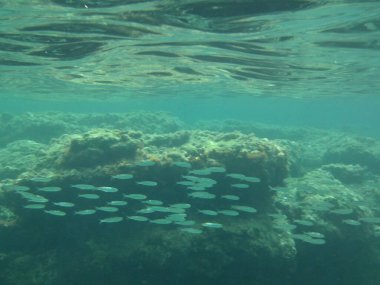 Rodos adası yakınlarındaki Akdeniz 'in inanılmaz sualtı dünyası. Bu denizin bitki örtüsü ve faunasının sualtı fotoğrafçılığı. Rodos, Yunanistan 