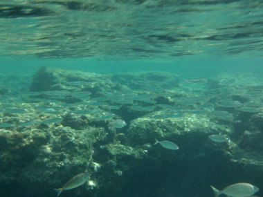 Rodos adası yakınlarındaki Akdeniz 'in inanılmaz sualtı dünyası. Bu denizin bitki örtüsü ve faunasının sualtı fotoğrafçılığı. Rodos, Yunanistan 