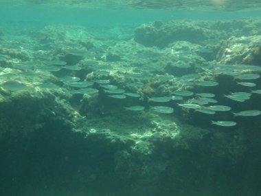 Rodos adası yakınlarındaki Akdeniz 'in inanılmaz sualtı dünyası. Bu denizin bitki örtüsü ve faunasının sualtı fotoğrafçılığı. Rodos, Yunanistan 
