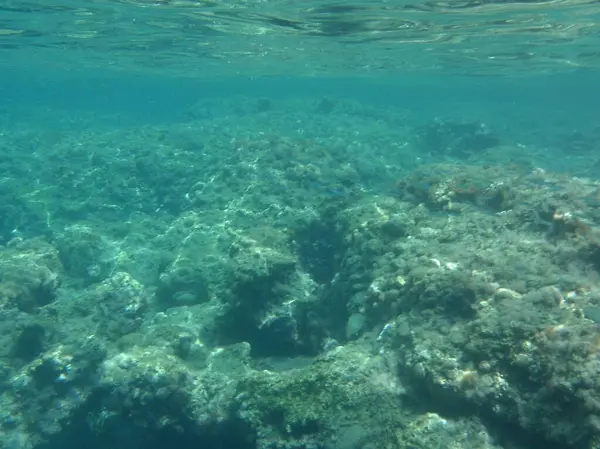 Rodos adası yakınlarındaki Akdeniz 'in inanılmaz sualtı dünyası. Bu denizin bitki örtüsü ve faunasının sualtı fotoğrafçılığı. Rodos, Yunanistan 