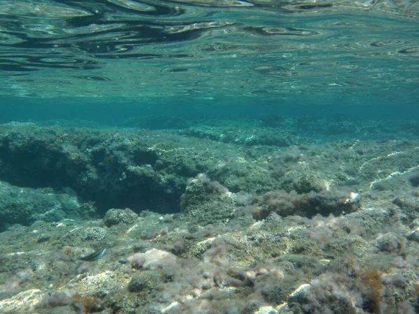 Rodos adası yakınlarındaki Akdeniz 'in inanılmaz sualtı dünyası. Bu denizin bitki örtüsü ve faunasının sualtı fotoğrafçılığı. Rodos, Yunanistan 