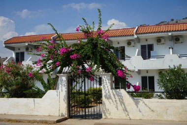 Pembe Bougainvillea spektabilis kapının yanındaki pergola 'ya tırmanır. Bougainvillea spectabilis, çiçekli bir bitki türüdür. Lardos, Rodos Adası, Yunanistan 