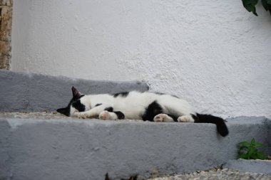 Ağustos ayında Rodos adasındaki eski bir evin verandasının merdivenlerinde siyah beyaz bir kedi yatıyor. Kedi Felis catus, Felidae familyasındaki tek evcil kedi türüdür. Rodos, Yunanistan