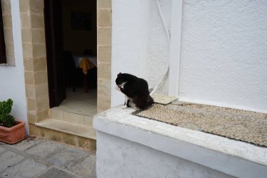Tüylü, siyah beyaz bir kedi Lindos 'ta tarihi bir evin yakınında yıkanır. Kedi Felis catus, Felidae familyasındaki tek evcil kedi türüdür. Rodos, Yunanistan 
