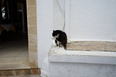 Tüylü, siyah beyaz bir kedi Lindos 'ta tarihi bir evin yakınında yıkanır. Kedi Felis catus, Felidae familyasındaki tek evcil kedi türüdür. Lindos, Rhodes Adası, Yunanistan