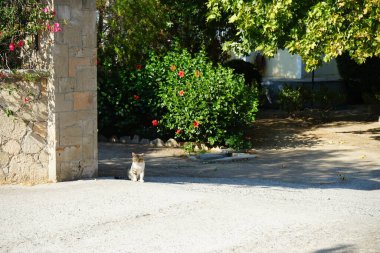 Bir kedi yavrusu Hibiscus rosa-sinensis çalılığının arka planında kapının yanında oturur. Kedi Felis catus, Felidae familyasından evcil bir kedi türü. Rodos, Yunanistan 
