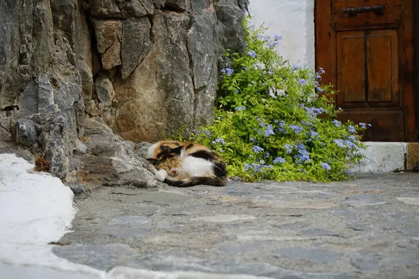 A cat sleeps near a flowering bush of Plumbago auriculata in the historical town of Lindos. The cat, Felis catus, the domestic cat or house cat, is the only domesticated species in the family Felidae. Rhodes, Greece