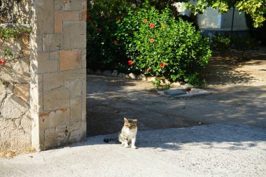 Bir kedi yavrusu Hibiscus rosa-sinensis çalılığının arka planında kapının yanında oturur. Kedi Felis catus, Felidae familyasından evcil bir kedi türü. Rodos