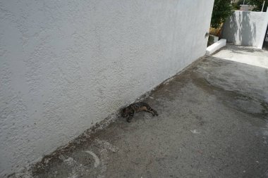 Ağustosta bir evin duvarının yanındaki gölgede pürüzsüz saçlı bir kedi yatıyor. Kedi Felis catus, Felidae familyasından evcil bir kedi türü. Rodos, Yunanistan 