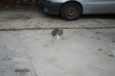 Ağustosta bir arabanın yanında pürüzsüz saçlı bir kedi yatıyor. Kedi Felis catus, Felidae familyasından evcil bir kedi türü. Lardos, Rodos Adası, Yunanistan