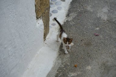 Ağustosta eski Lardos kasabasının caddesinde pürüzsüz saçlı bir kedi yavrusu yürüyor. Kedi Felis catus, Felidae familyasından evcil bir kedi türü. Lardos, Rodos Adası, Yunanistan