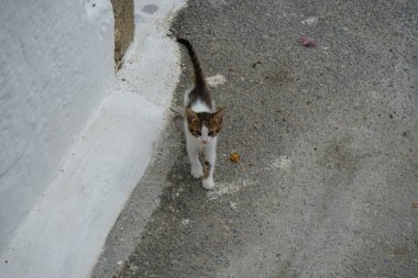 Ağustosta eski Lardos kasabasının caddesinde pürüzsüz saçlı bir kedi yavrusu yürüyor. Kedi Felis catus, Felidae familyasından evcil bir kedi türü. Rodos, Yunanistan 