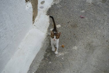Ağustosta eski Lardos kasabasının caddesinde pürüzsüz saçlı bir kedi yavrusu yürüyor. Kedi Felis catus, Felidae familyasından evcil bir kedi türü. Rodos, Yunanistan 