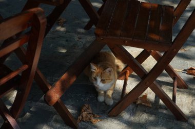 Ağustosta dışarıda, tahta bir sandalyenin altında kızıl bir kedi oturuyor. Kedi Felis catus, Felidae familyasından evcil bir kedi türü. Lardos, Rodos, Yunanistan