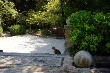 Kedi ağustosta Lardos 'ta. Kedi Felis catus, Felidae familyasından evcil bir kedi türü. Lardos, Rodos Adası, Yunanistan
